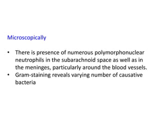 Microscopically
• There is presence of numerous polymorphonuclear
neutrophils in the subarachnoid space as well as in
the meninges, particularly around the blood vessels.
• Gram-staining reveals varying number of causative
bacteria
 