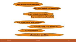 09/03/2024 MENINGITIS 22
bacterial colonization of nasopharynx
attach to mucosal epith. cell receptors by pili
breach mucosa& enter circulation
to CSF through choroid plexus of ventricles
extracerebral CSF & subarachinoid space
bacterial proliferation
inflammation-cytokines
large capsules interfere phagocytosis
 