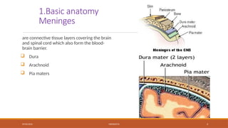 09/03/2024 MENINGITIS 4
1.Basic anatomy
Meninges
are connective tissue layers covering the brain
and spinal cord which also form the blood-
brain barrier.
 Dura
 Arachnoid
 Pia maters
 