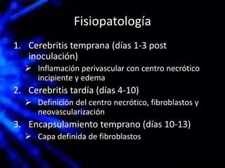 Fisiopatología
1. Cerebritis temprana (días 1-3 post
inoculación)
 Inflamación perivascular con centro necrótico
incipiente y edema
2. Cerebritis tardía (días 4-10)
 Definición del centro necrótico, fibroblastos y
neovascularización
3. Encapsulamiento temprano (días 10-13)
 Capa definida de fibroblastos
 