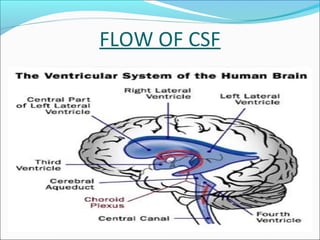 FLOW OF CSF

 