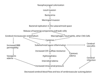 Nasopharyngeal colonization
Local invasion
Bacteremia
Meningeal invasion
Bacterial replication in the subarachnoid space
Release of bacterial components (cell wall, LOS)
Cerebral microvascular endothelium Macrophages, neutrophils, other CNS Cells
Cytokines
Subarachnoid space inflammation
Cerebral
vasculitis
Increased CSF outflow resistance
Hydrocephalus
Interstitial edema
Increased intracranial pressure
Decreased cerebral blood flow and loss of cerebrovascular autoregulation
Cytotoxic
edema
Cerebral
infarction
Increased BBB
permeability
Vasogenic
edema
 