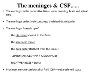 The meninges & CSF……
• The meninges is the connective tissue layers covering brain and spinal
cord
• The meninges collectively constitute the blood-brain barrier
• The meninges is made up of
the pia mater (closest to the Brain)
the arachnoid mater
the dura mater (farthest from the Brain)=
LEPTOMENINGES = PIA + ARACCHNOID
PACHYMENINGES = DURA
• Meninges contain cerebrospinal fluid (CSF) = subarachnoid space
 