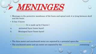  MENINGES
• Meninges is the protective membrane of the brain and spinal cord, it is lying between skull
and the brain.
• It has 3 layers
A. Dura meter(it is made up by 2 layers )
a. periosteal layer (outer layer)
b. Meningeal layer (inner layer)
B. Arachenoid meter
C. Pia meter
• The dura meter and arachenoid meter are seprated by a potential space,the subdural space.
• The arachenoid meter and pia meter are seprated by the subarachnoid space,containing
cerebrospinal fluid(CSF).
 