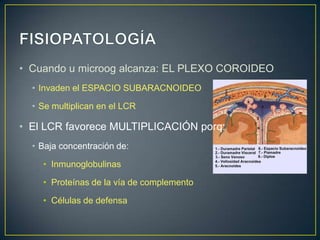 • Cuando u microog alcanza: EL PLEXO COROIDEO
• Invaden el ESPACIO SUBARACNOIDEO
• Se multiplican en el LCR

• El LCR favorece MULTIPLICACIÓN porq:
• Baja concentración de:
• Inmunoglobulinas
• Proteínas de la vía de complemento
• Células de defensa

 