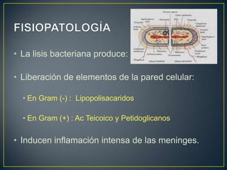• La lisis bacteriana produce:
• Liberación de elementos de la pared celular:
• En Gram (-) : Lipopolisacaridos
• En Gram (+) : Ac Teicoico y Petidoglicanos

• Inducen inflamación intensa de las meninges.

 