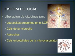 • Liberación de citocinas por:
• Leucocitos presentes en el LCR
• Cels de la microglia
• Astrocitos
• Cels endoteliales de la microvasculatura

 