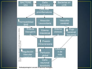 BACTERE
MIA

Daño
Endotelial

Bacterias en
LCR

Citocinas
proinflamatoria
s

Sáez-Llorens X, McCracken GH. Bacterial meningitis in children.
Lancet. 2003 Jun 21;361(9375):2139-48.

Permeabilidad
BHE
Edema
Vasogénic
o

Atracción
Leucocitaria
Edema
Intersticial

Vasculitis
cerebral
Edema
citotoxic
o

Presión
intracraneana
Regulación
Vascular
cerebral

Perfusión
global
Daño
neuronal
apoptosis

Liberació
n de
más
citocinas

Flujo
cerebral
Isquemia

 
