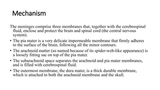 Mechanism
The meninges comprise three membranes that, together with the cerebrospinal
fluid, enclose and protect the brain and spinal cord (the central nervous
system).
• The pia mater is a very delicate impermeable membrane that firmly adheres
to the surface of the brain, following all the minor contours.
• The arachnoid matter (so named because of its spider-web-like appearance) is
a loosely fitting sac on top of the pia mater.
• The subarachnoid space separates the arachnoid and pia mater membranes,
and is filled with cerebrospinal fluid.
• The outermost membrane, the dura mater, is a thick durable membrane,
which is attached to both the arachnoid membrane and the skull.
 