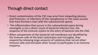 • Direct contamination of the CSF may arise from indwelling devices,
skull fractures, or infections of the nasopharynx or the nasal sinuses
that have formed a tract with the subarachnoid space).
• The inflammation that occurs in the subarachnoid space during
meningitis is not a direct result of bacterial infection but, the
response of the immune system to the entry of bacteria into the CNS.
• When components of the bacterial cell membrane are identified by
the immune cells of the brain (astrocytes and microglia), they
respond by releasing large amounts of cytokines,that recruit other
immune cells and stimulate other tissues to participate in an immune
response.
Through direct contact
 