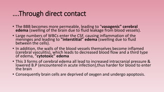 ….Through direct contact
• The BBB becomes more permeable, leading to "vasogenic" cerebral
edema (swelling of the brain due to fluid leakage from blood vessels).
• Large numbers of WBCs enter the CSF, causing inflammation of the
meninges and leading to "interstitial" edema (swelling due to fluid
between the cells).
• In addition, the walls of the blood vessels themselves become inflamed
(cerebral vasculitis), which leads to decreased blood flow and a third type
of edema, "cytotoxic" edema
• This 3 forms of cerebral edema all lead to increased intracranial pressure &
lowered B.P (encountered in acute infection),thus harder for blood to enter
the brain
• Consequently brain cells are deprived of oxygen and undergo apoptosis.
 