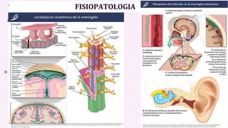 FISIOPATOLOGIA
 