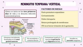 MENINGITIS TEMPRANA/ VERTICAL
Clínica se inicia en los tres primeros
días de vida y se descarta infección
nosocomial precoz.
FACTORES DE RIESGO
Parto prematuro espontáneo
Corioamnionitis
Fiebre Intraparto
Rotura prolongada de membranas
ITU en el tercer trimestre de la gestación.
Gérmenes inicialmente
localizados en el canal
genital materno
Vía ascendente o
contacto directo
Contaminan la piel y/o
mucosa respiratoria
y/o digestiva del feto
Invaden su
torrente sanguíneo
 