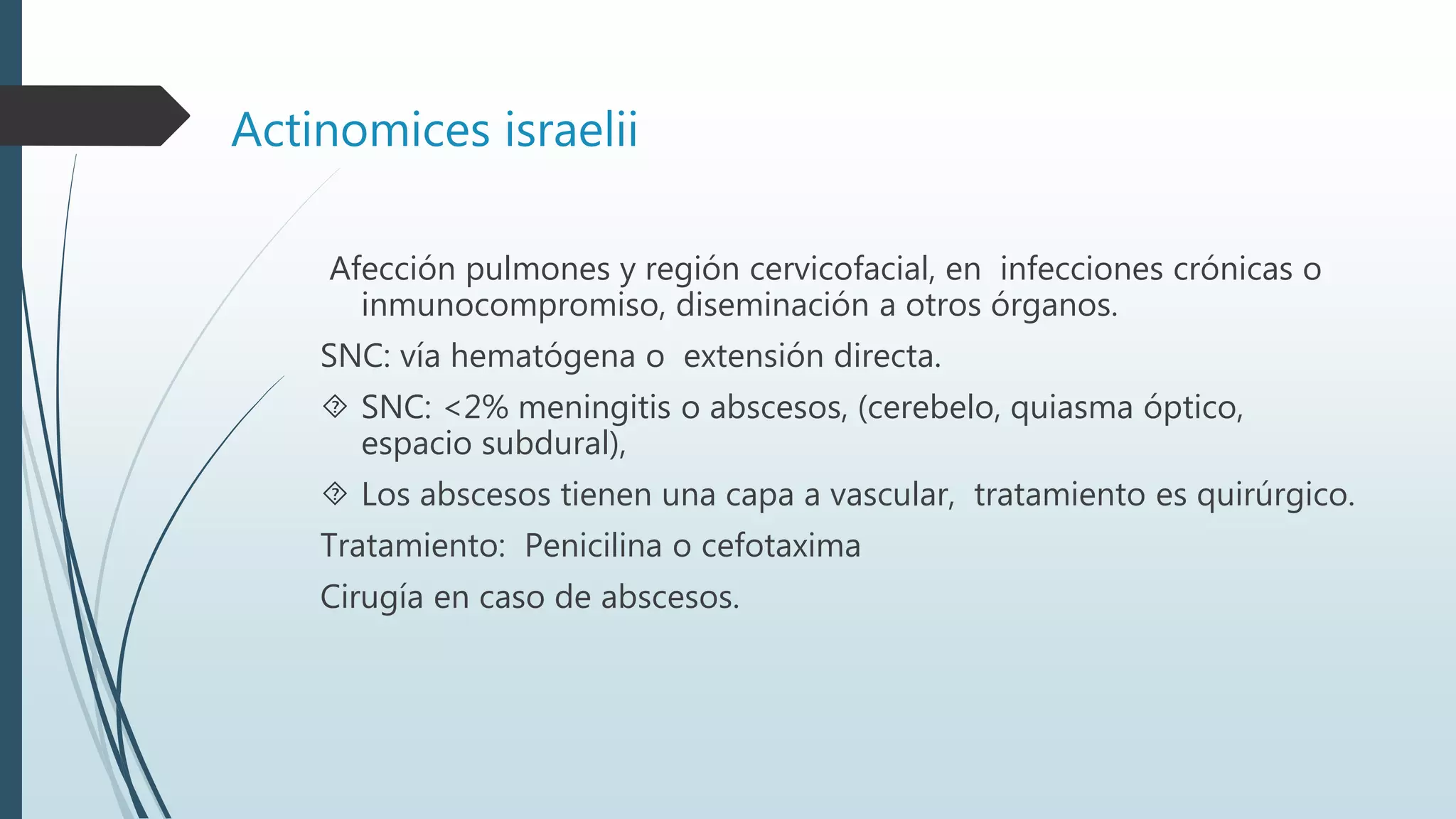 Actinomices israelii
Afección pulmones y región cervicofacial, en infecciones crónicas o
inmunocompromiso, diseminación a otros órganos.
SNC: vía hematógena o extensión directa.
 SNC: <2% meningitis o abscesos, (cerebelo, quiasma óptico,
espacio subdural),
 Los abscesos tienen una capa a vascular, tratamiento es quirúrgico.
Tratamiento: Penicilina o cefotaxima
Cirugía en caso de abscesos.
 