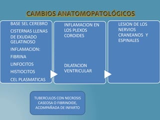 BASE SEL CEREBRO
CISTERNAS LLENAS
DE EXUDADO
GELATINOSO
INFLAMACION:
FIBRINA
LINFOCITOS
HISTIOCITOS
CEL PLASMATICAS
INFLAMACION EN
LOS PLEXOS
COROIDES
DILATACION
VENTRICULAR
LESION DE LOS
NERVIOS
CRANEANOS Y
ESPINALES
TUBERCULOS CON NECROSIS
CASEOSA O FIBRINOIDE,
ACOMPAÑADA DE INFARTO
 
