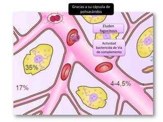 Gracias a su cápsula de
polisacáridos

Eluden
fagocitosis
Actividad
bactericida de Vía
de complemento

 