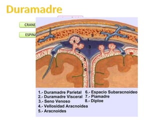Superficial
CRANEAL
ESPINAL

Profunda
Profunda

 
