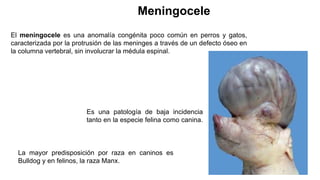 Meningocele, hidrocefalia, hipoplasia cerebelar (DVB, panleucopenia).pptx