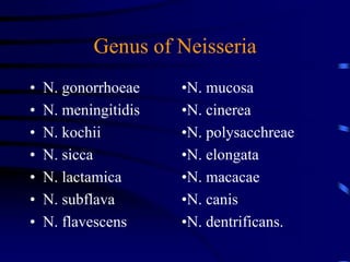 Genus of Neisseria
• N. gonorrhoeae
• N. meningitidis
• N. kochii
• N. sicca
• N. lactamica
• N. subflava
• N. flavescens
•N. mucosa
•N. cinerea
•N. polysacchreae
•N. elongata
•N. macacae
•N. canis
•N. dentrificans.
 