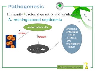www.themegallery.com LOGO
Pathogenesis
Immunity<bacterial quantity and virulence
A. meningococcal septicemia
Meningococcal meningitis
endothelial cells
endotoxin
▼Petechia
▼infectious
shock
▼acidosis,
▼DIC
▼multiorgans
failure
invade
release
 