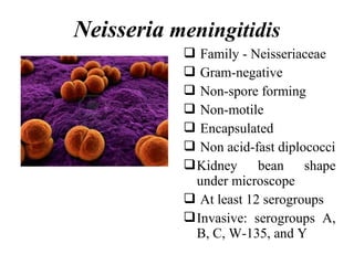 Neisseria meningitidis
 Family - Neisseriaceae
 Gram-negative
 Non-spore forming
 Non-motile
 Encapsulated
 Non acid-fast diplococci
Kidney bean shape
under microscope
 At least 12 serogroups
Invasive: serogroups A,
B, C, W-135, and Y
 