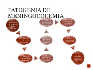 Adhesión
al epitelio
de la
faringe
Entrada a
la
submucosa
Paso a la
circulación
sistémica
Multiplicación
bacteriana y
liberación de
endotoxina
Liberación de
prostaglandi
nas, citocinas
y radicales
Lesión
vascular
conllevando a
una vasculitis
generalizada
Liberación de
factor tisular
por el daño
vascular
Estado
Protrombótico
o incluso CID
Afectación
multiorgánic
a y shock
 