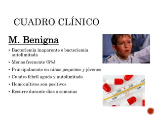 M. Benigna
 Bacteriemia inaparente o bacteriemia
autolimitada
 Menos frecuente (5%)
 Principalmente en niños pequeños y jóvenes
 Cuadro febril agudo y autolimitado
 Hemocultivos son positivos
 Recurre durante días o semanas
 