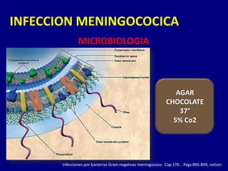 INFECCION MENINGOCOCICA
               MICROBIOLOGIA




                                                                 AGAR
                                                              CHOCOLATE
                                                                  37°
                                                                5% Co2




       Infecciones por bacterias Gram negativas meningococo: Cap 176. . Pags 896-899, nelson
 