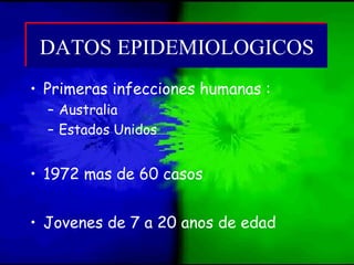 • Primeras infecciones humanas :
– Australia
– Estados Unidos
• 1972 mas de 60 casos
• Jovenes de 7 a 20 anos de edad
DATOS EPIDEMIOLOGICOSDATOS EPIDEMIOLOGICOS
 