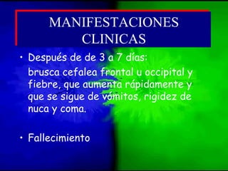• Después de de 3 a 7 días:
brusca cefalea frontal u occipital y
fiebre, que aumenta rápidamente y
que se sigue de vómitos, rigidez de
nuca y coma.
• Fallecimiento
MANIFESTACIONES
CLINICAS
MANIFESTACIONES
CLINICAS
 