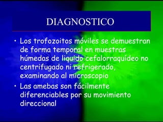 • Los trofozoitos móviles se demuestran
de forma temporal en muestras
húmedas de liquido cefalorraquídeo no
centrifugado ni refrigerado,
examinando al microscopio
• Las amebas son fácilmente
diferenciables por su movimiento
direccional
DIAGNOSTICODIAGNOSTICO
 