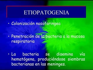 • Colonización nasofaringea
• Penetración de la bacteria a la mucosa
respiratoria
• La bacteria se disemina vía
hematógena, produciéndose siembras
bacterianas en las meninges.
ETIOPATOGENIAETIOPATOGENIA
 