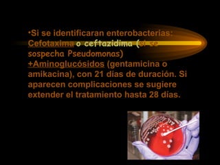 •Si se identificaran enterobacterias:
Cefotaxima o ceftazidima (si se
sospecha Pseudomonas)
+Aminoglucósidos (gentamicina o
amikacina), con 21 días de duración. Si
aparecen complicaciones se sugiere
extender el tratamiento hasta 28 días.
 