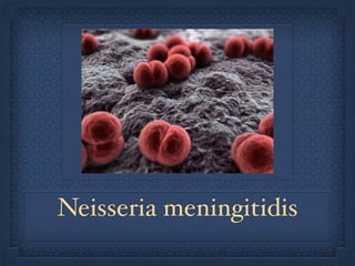 Neisseria meningitidis
 
