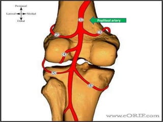 AnatomyPopliteal artery 
 
