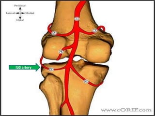 Anatomy 
ILG artery 
 