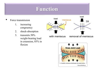 Function 
• Force transmission 
1. increasing 
congruency 
2. shock-absorption 
3. transmits 50% 
weight-bearing load 
in extension, 85% in 
flexion 
 