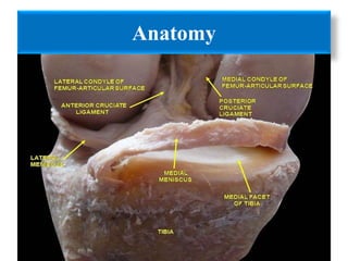 Anatomy 
 