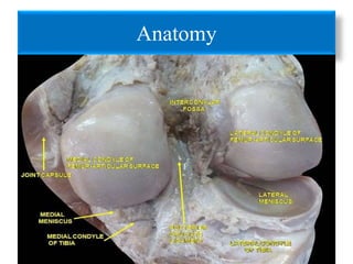 Anatomy 
 