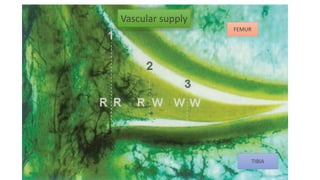Vascular supply
FEMUR
TIBIA
 
