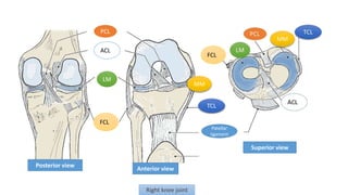 Posterior view
Anterior view
Superior view
Right knee joint
ACL
PCL
LM
FCL
MM
TCL
Patellar
ligament
FCL
 