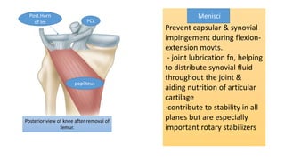 Posterior view of knee after removal of
femur.
Prevent capsular & synovial
impingement during flexion-
extension movts.
- joint lubrication fn, helping
to distribute synovial fluid
throughout the joint &
aiding nutrition of articular
cartilage
-contribute to stability in all
planes but are especially
important rotary stabilizers
Menisci
PCL
Post.Horn
of lm
popliteus
 