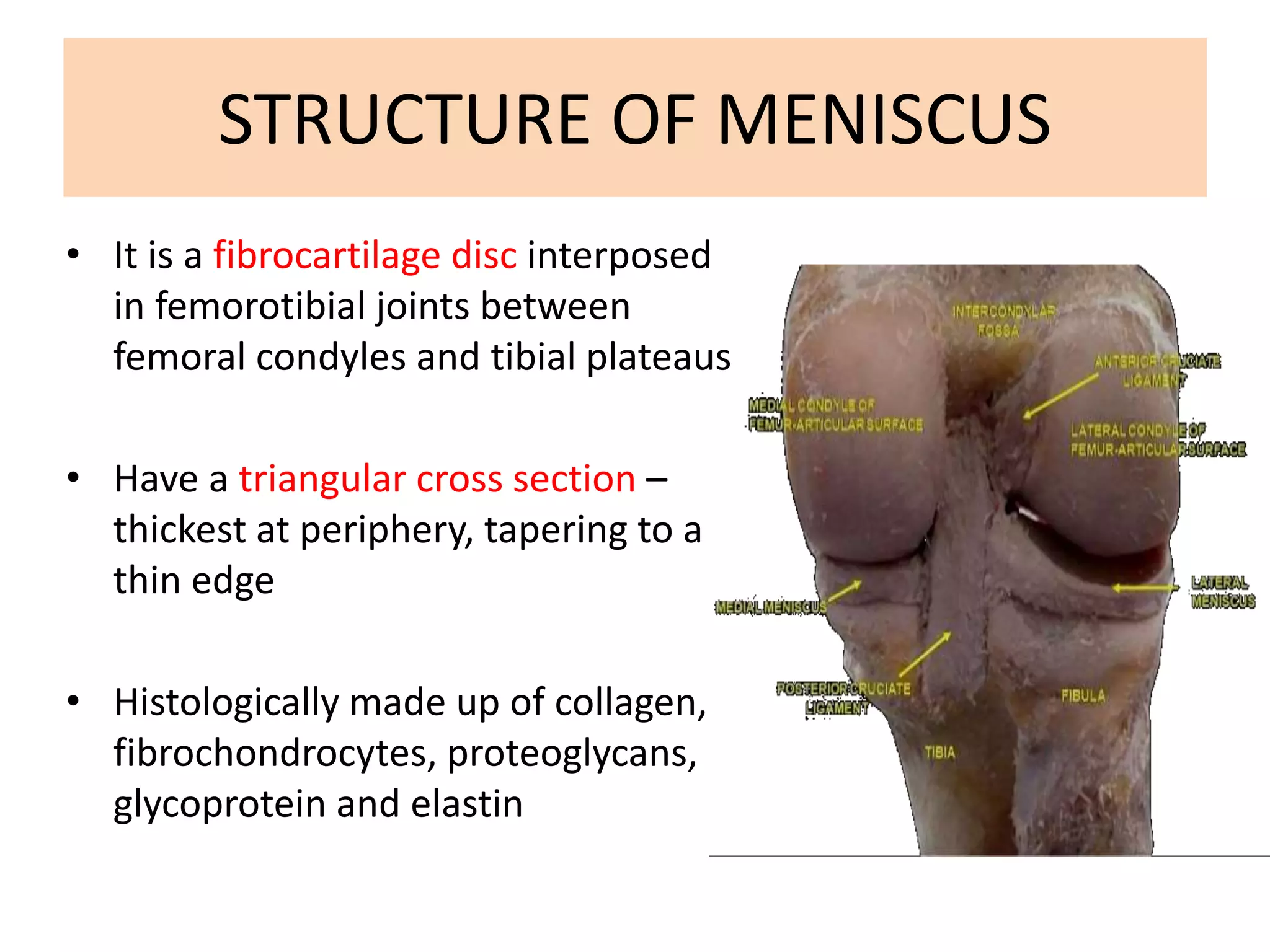 Meniscus Triangular Meniscal injury | PPTX