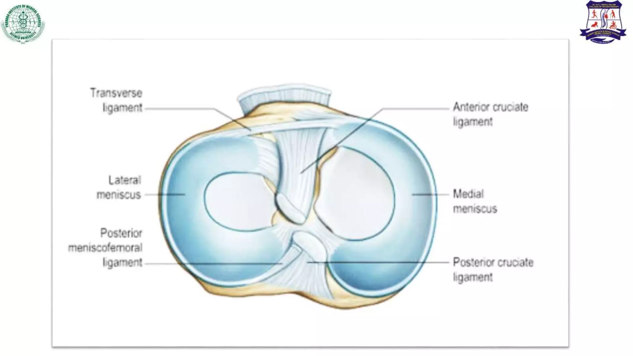 Meniscal injuries and physiotherapy management | PPTX
