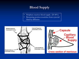 Blood Supply 
• Periphery receives blood supply (20-40%) 
• Remaining portion nourishes from synovial 
fluid by diffusion 
 