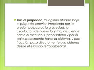  Tras el parpadeo, la lágrima situada bajo
el párpado superior, impulsada por la
presión palpebral, la gravedad, la
circulación de nueva lágrima, desciende
hacia el menisco superior lateral y por él
baja lateralmente hasta la cisterna, y otra
fracción pasa directamente a la cisterna
desde el espacio retropalpebral.
 