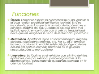 Funciones
 Óptica. Formar una película precorneal muy lisa, gracias a
la baja tensión superficial del líquido lacrimal. Esto es
importante, pues la superficie anterior de la córnea es el
principal dioptrio del ojo. Cuando el ojo está seco y el
epitelio queda en contacto con el aire, su irregularidad
hace que las imágenes se vean desenfocadas y borrosas.
 Metabólica. Aportar al tejido ectocorneal agua, oxígeno,
glucosa, reguladores,enzimas, etc. Por ej., la b -amilasa
lacrimal, actúa en la endohidrolisis del glucógeno de las
células del epitelio corneal, liberando así la glucosa
necesaria para su metabolismo.
 Limpiadora. La lágrima es el vehículo que elimina detritos
epiteliales, cuerpos extraños y microorganismos. Si la
lágrima faltase, estas materias quedarían retenidas en la
cuenca lacrimal.
 
 