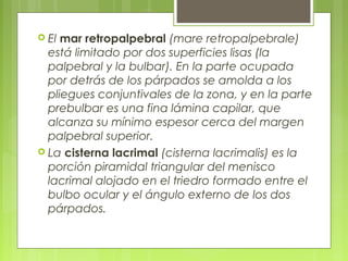  El mar retropalpebral (mare retropalpebrale)
está limitado por dos superficies lisas (la
palpebral y la bulbar). En la parte ocupada
por detrás de los párpados se amolda a los
pliegues conjuntivales de la zona, y en la parte
prebulbar es una fina lámina capilar, que
alcanza su mínimo espesor cerca del margen
palpebral superior.
 La cisterna lacrimal (cisterna lacrimalis) es la
porción piramidal triangular del menisco
lacrimal alojado en el triedro formado entre el
bulbo ocular y el ángulo externo de los dos
párpados.
 