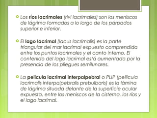  Los ríos lacrimales (rivi lacrimales) son los meniscos
de lágrima formados a lo largo de los párpados
superior e inferior.
 El lago lacrimal (lacus lacrimalis) es la parte
triangular del mar lacrimal expuesto comprendida
entre los puntos lacrimales y el canto interno. El
contenido del lago lacrimal está aumentado por la
presencia de los pliegues semilunares.
 La película lacrimal interpalpebral o PLIP (pellicula
lacrimalis interpalpebralis prebulbaris) es la lámina
de lágrima situada delante de la superficie ocular
expuesta, entre los meniscos de la cisterna, los ríos y
el lago lacrimal.
 