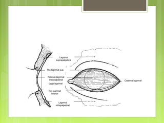 Glándula lagrimalRio lagrimal
inferior
Pelicula lagrimal
interpalpebral
Lagrima
suprapalpebral
Rio lagrimal sup.
Lago lagrimal
Cisterna lagrimal
Lagrima
infrapalpebral
 